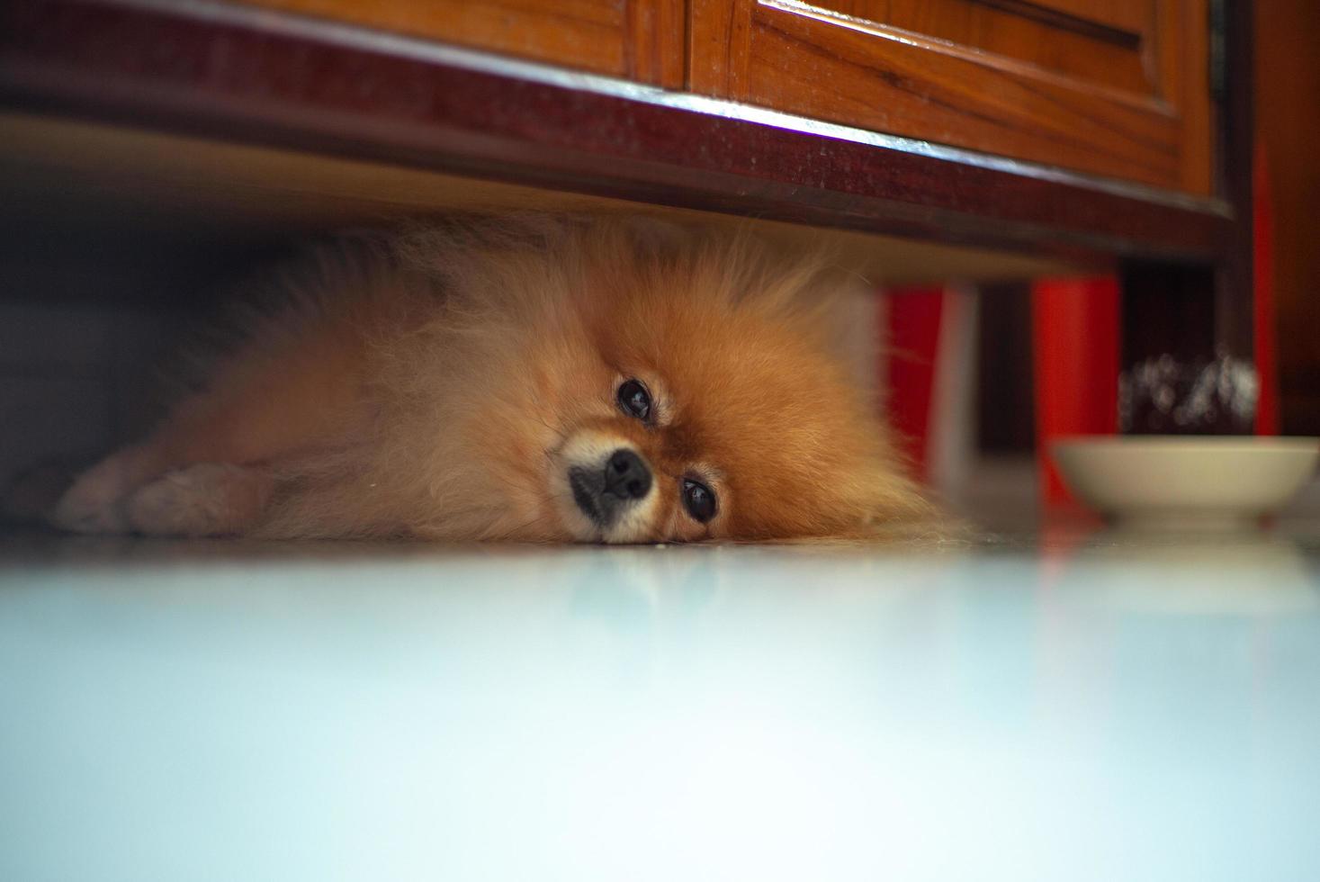 Retrato de perro pomerania soñoliento tirado en el suelo y mirando a la cámara foto