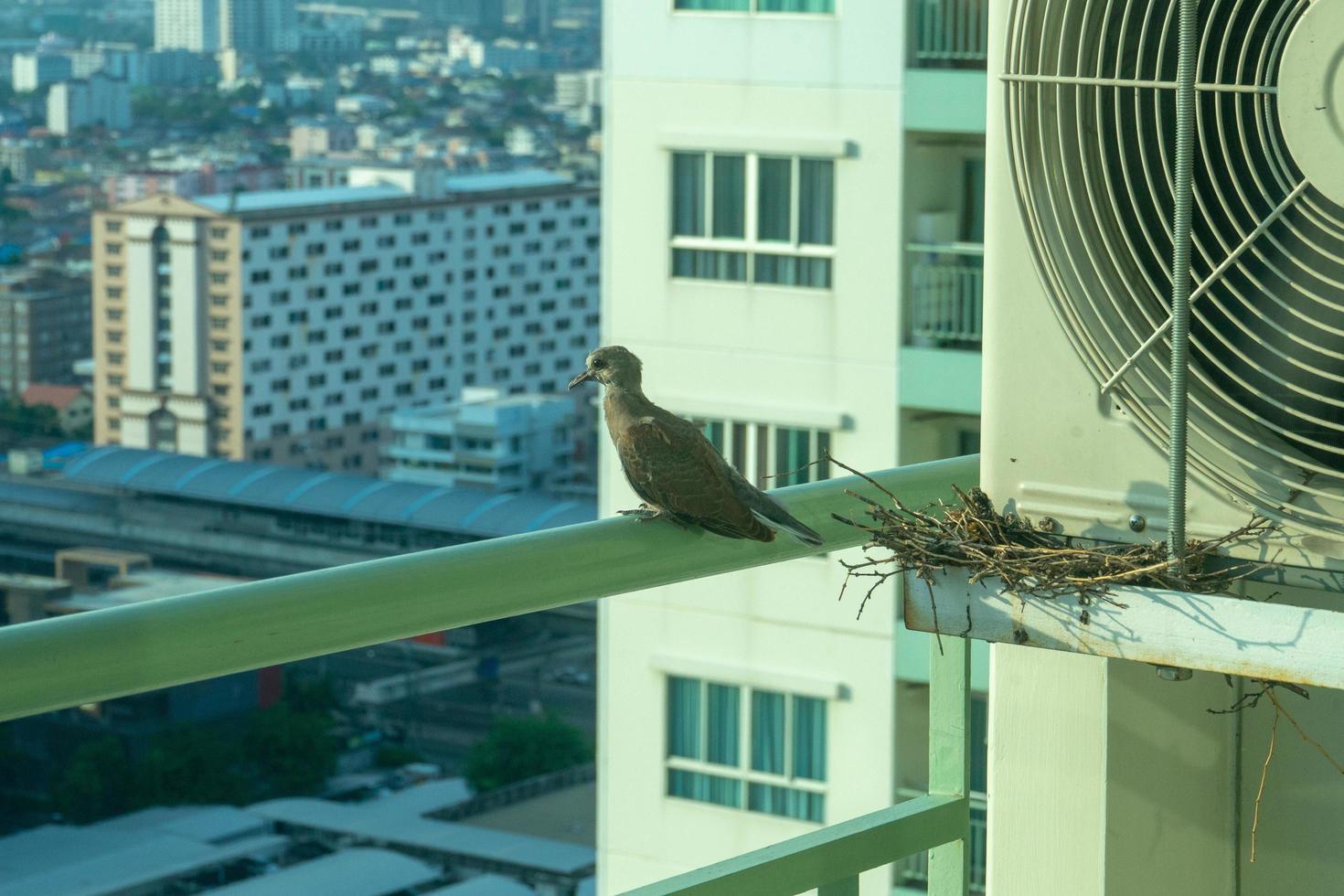 Closeup birds in a nest on the steel cage of air conditioner at the terrace of high condominium photo