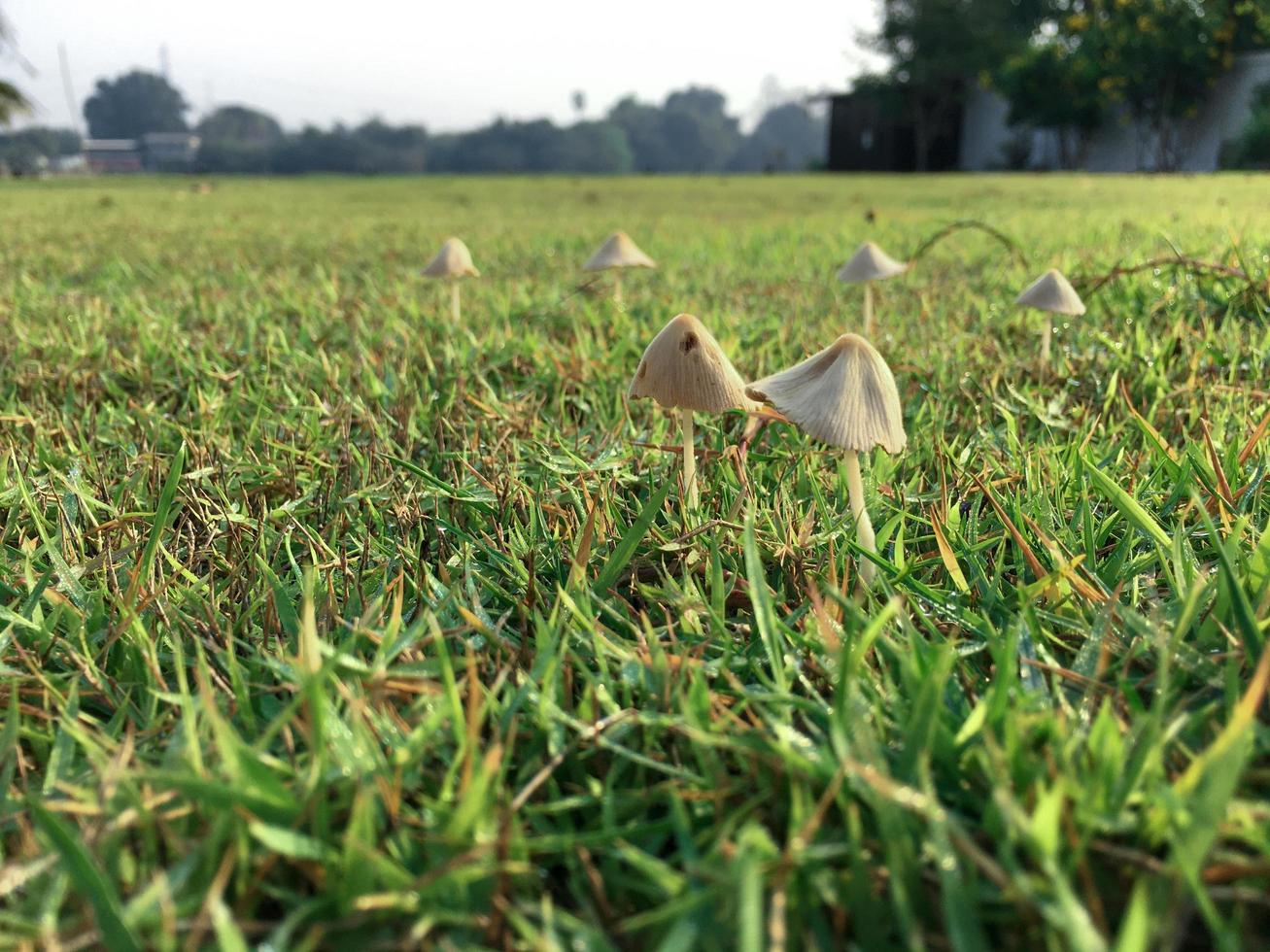 Selective focus on the mushrooms grow from the grass field at the backyard photo