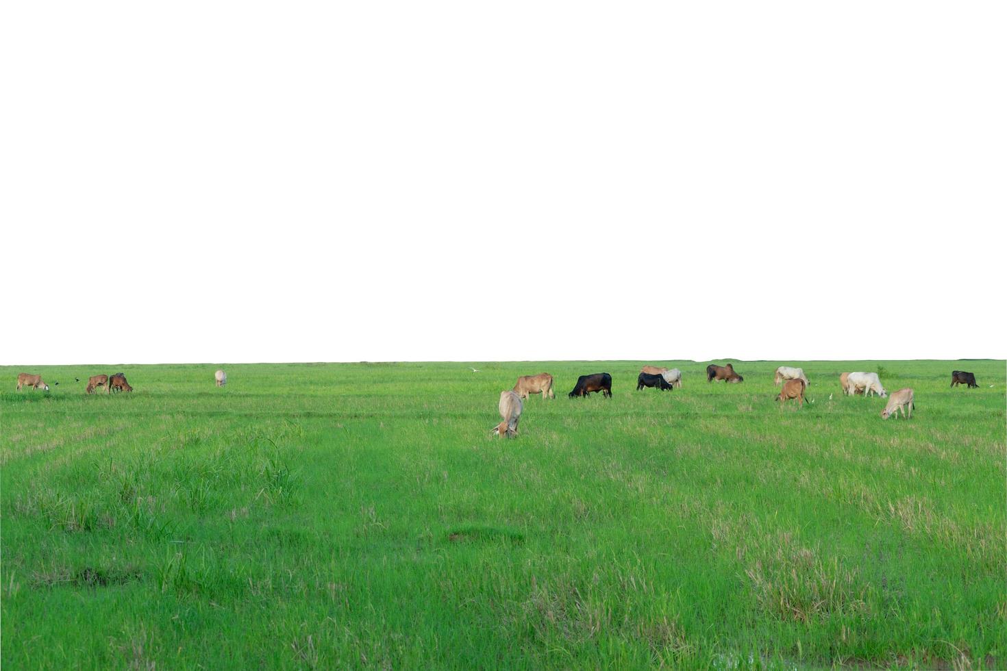 Group of cows eating the grass in the large field photo