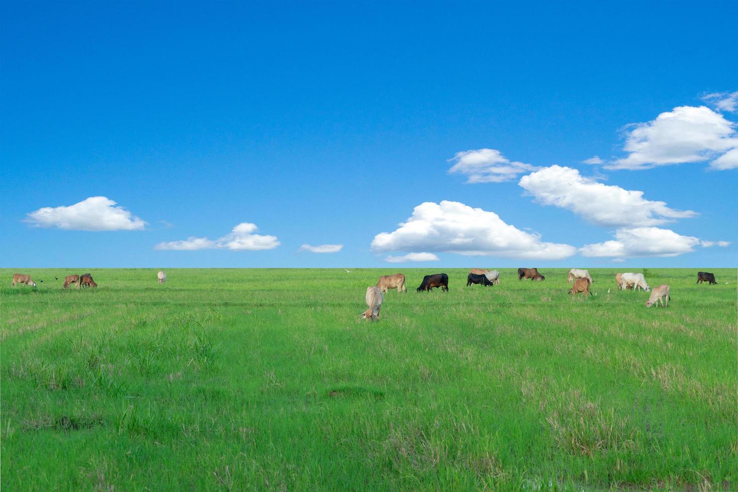 Group of cows eat the grass in the large field photo