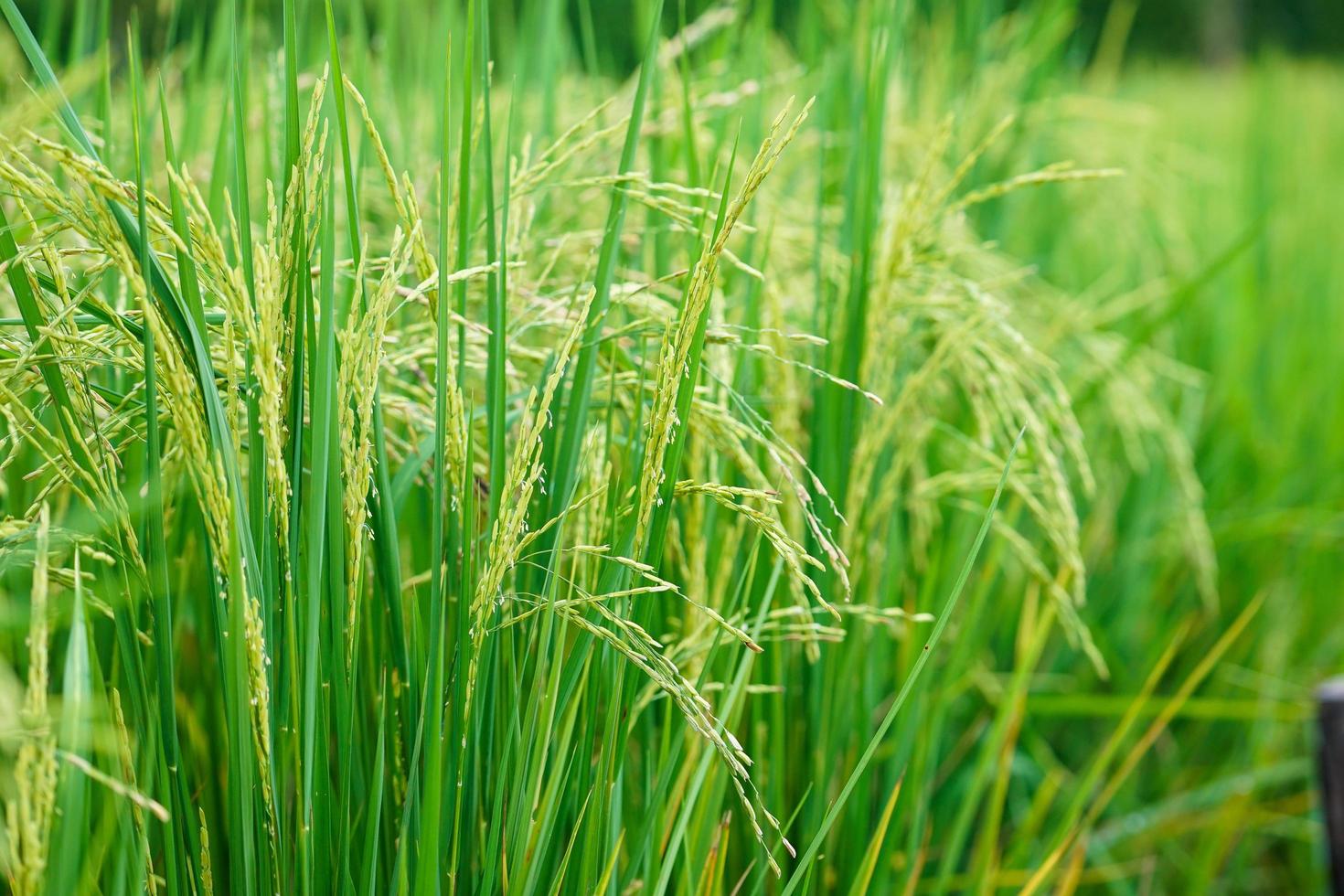 espiga de arroz en el campo con hojas de arroz borrosas foto