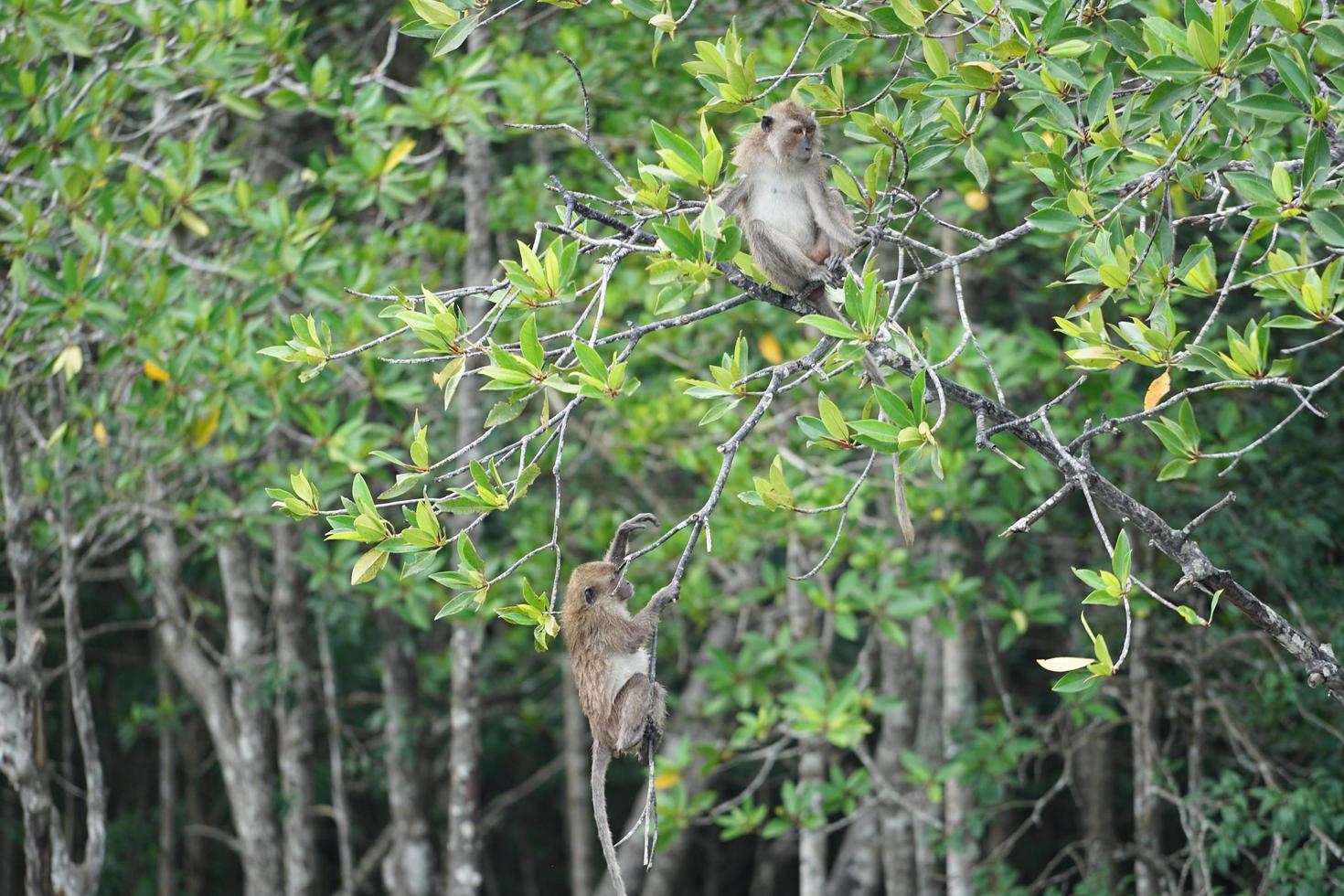 Selective focus on monkeys sitting on branches of mangrove trees photo