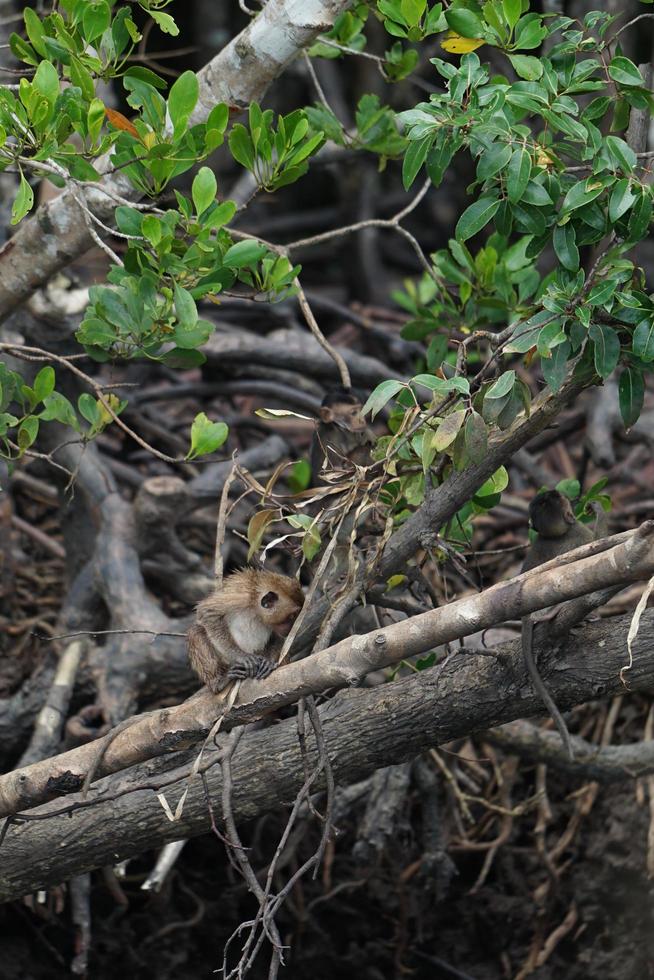 El enfoque selectivo en los monos se sientan en las raíces de los árboles de mangle con selva borrosa en segundo plano. foto