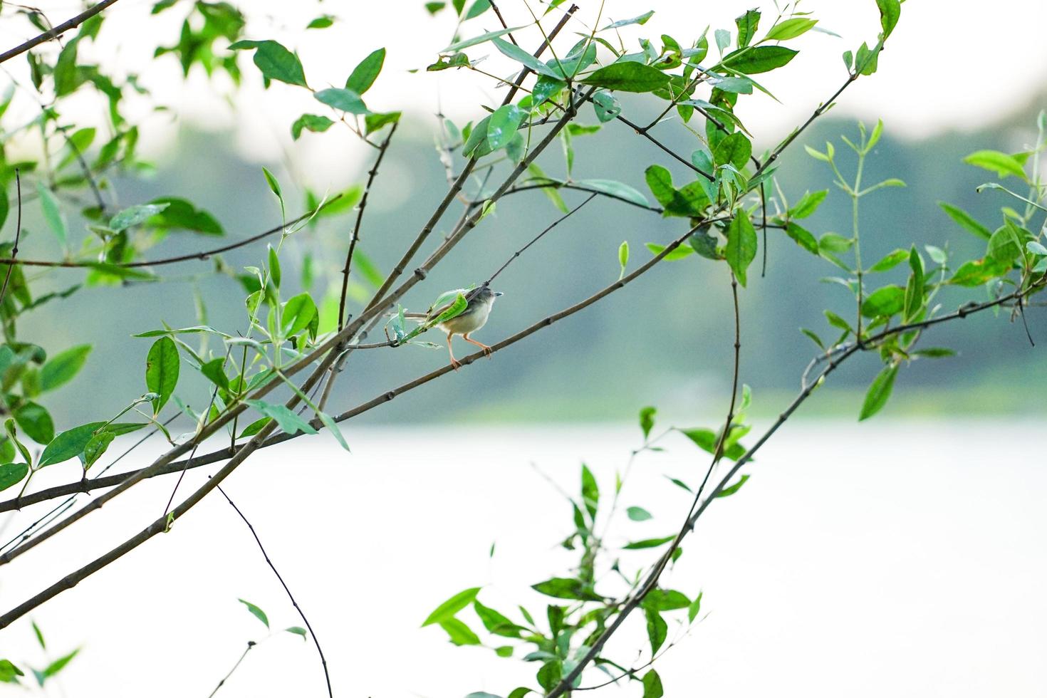 Little bird holding on the branch of tree with clear sky background photo