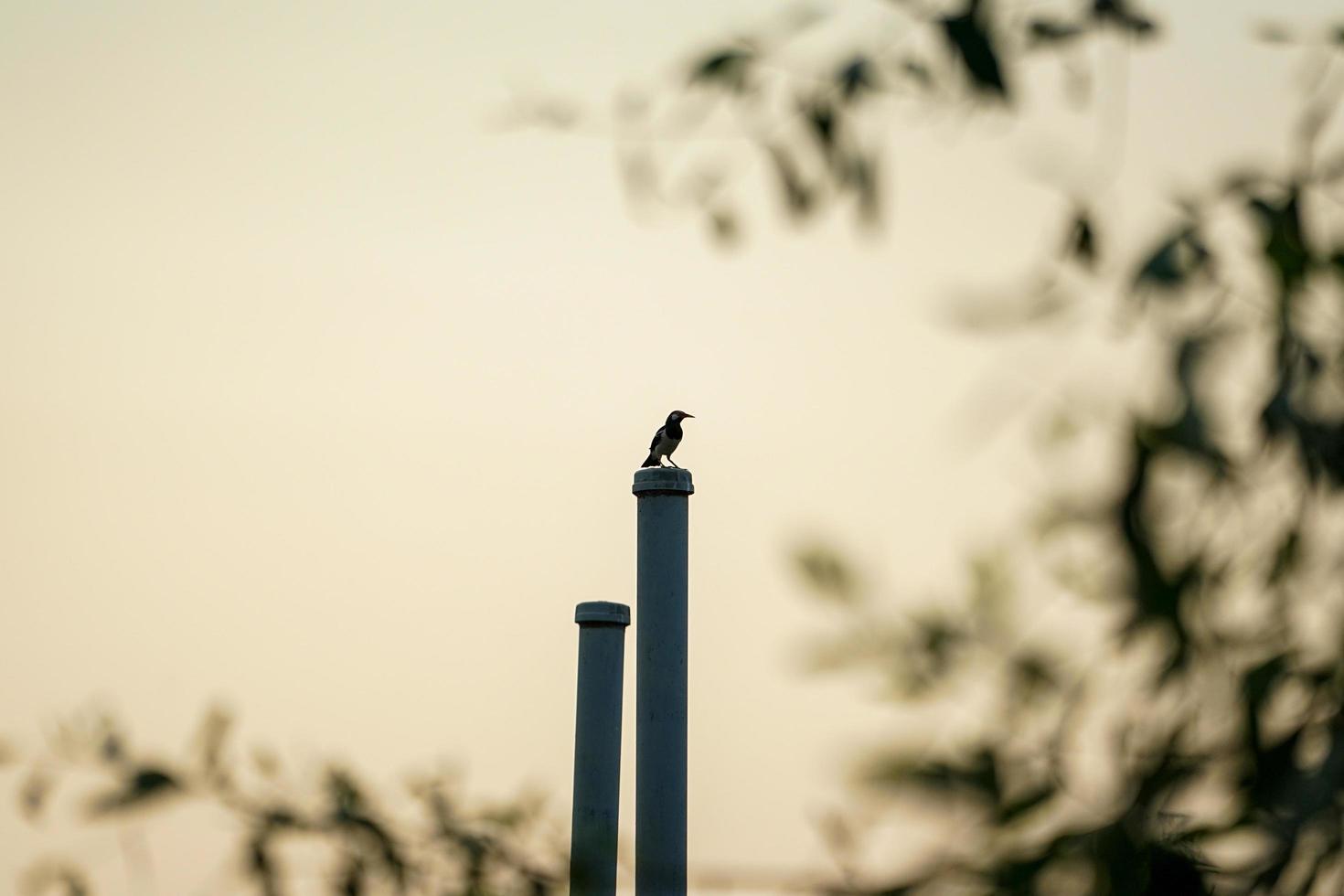 A little bird stands on the steel post with defocused beanches of tree in foreground and sunset sky in background photo