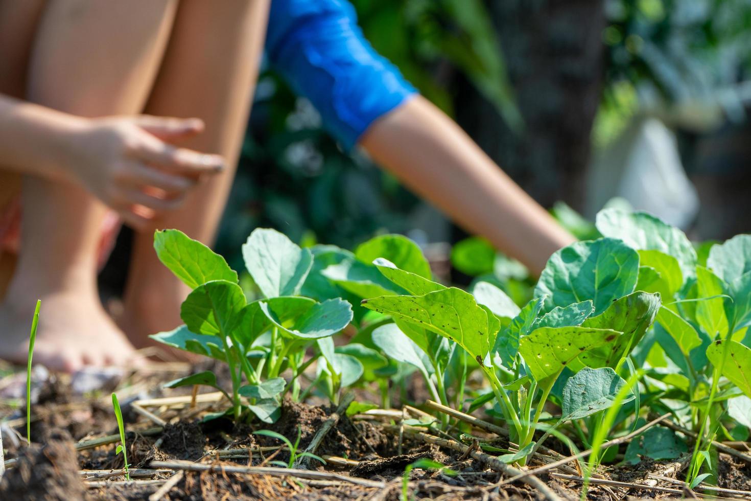 Closeup group of young Chinese broccoli growing in the vegetable garden photo