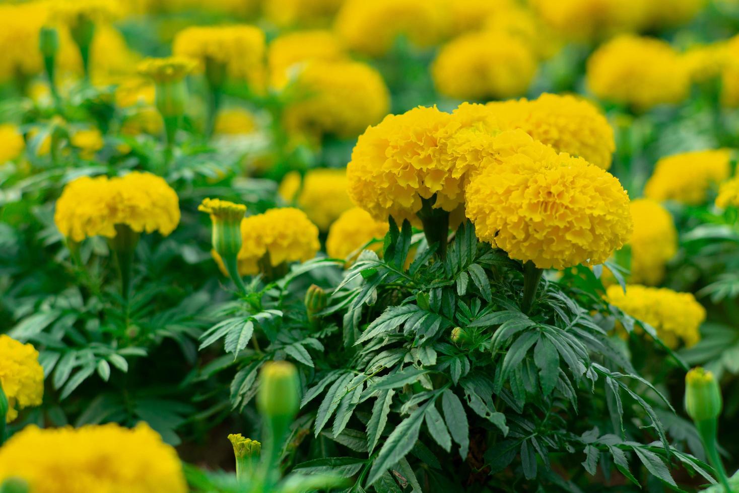 Closeup blossom of marigold flowers in the outdoor garden photo