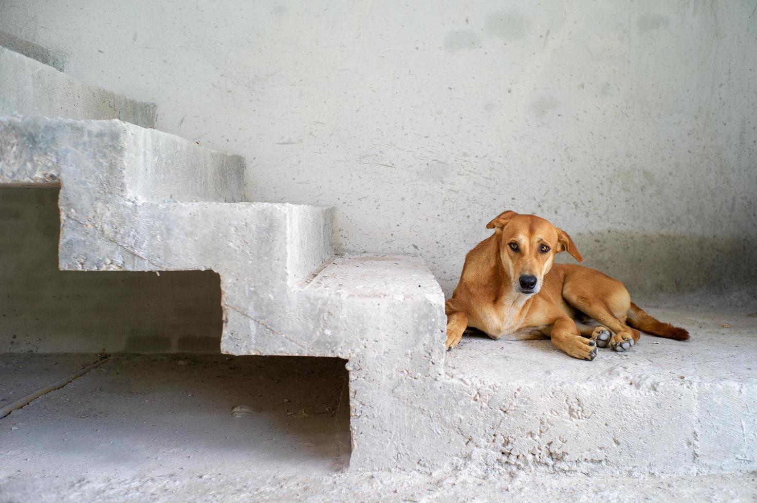 Portrait of a brown dog looking at the camera on the cement floor photo