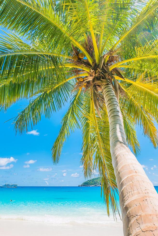 Beautiful coconut palm tree photo