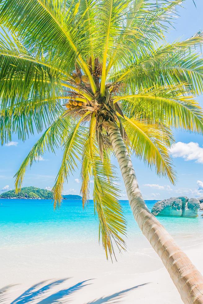 Beautiful coconut palm tree photo