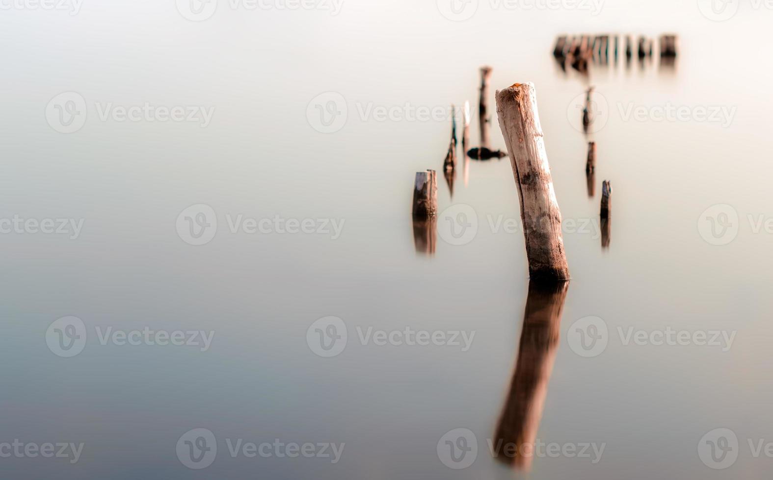 Wood in calm water photo