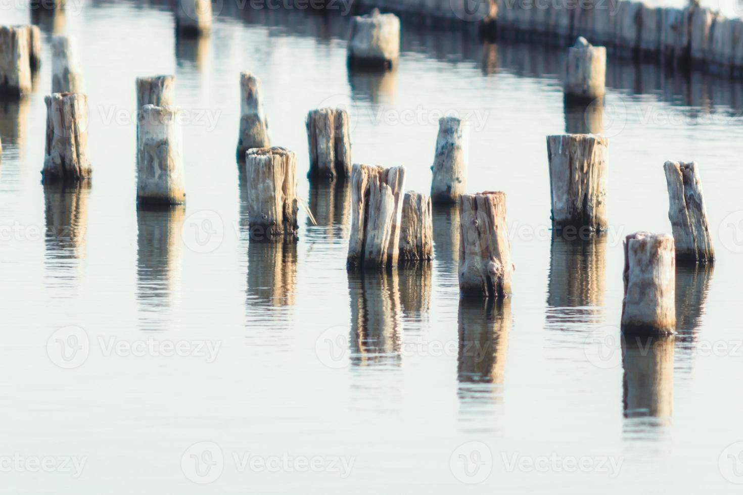 Bunch of wooden posts in water photo