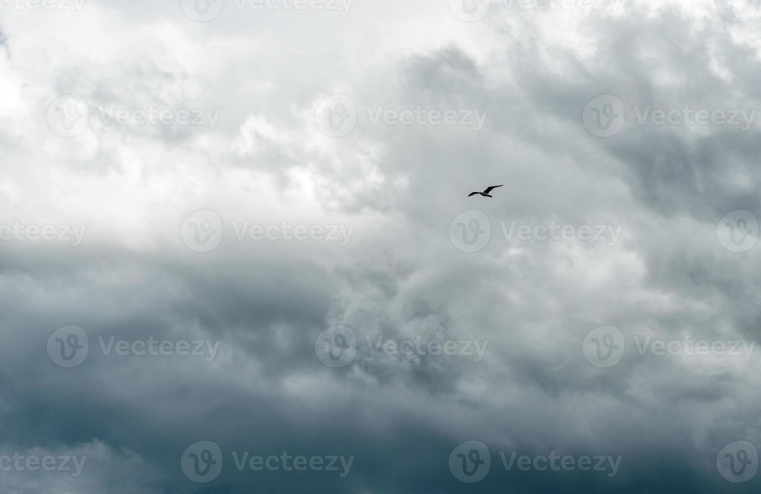 pájaro solitario contra un cielo tormentoso foto