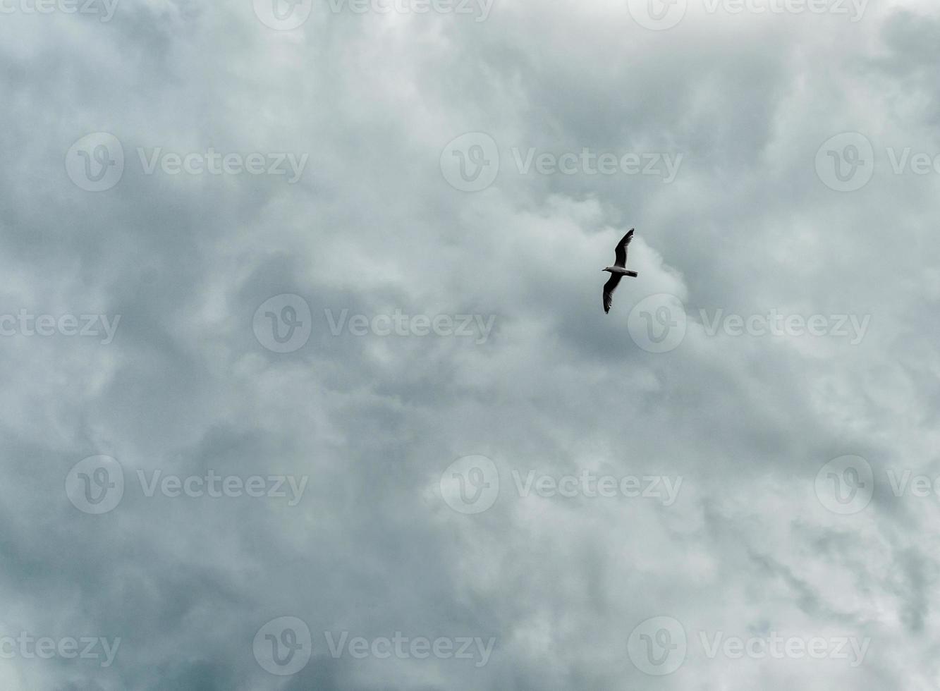 Bird in a stormy sky photo