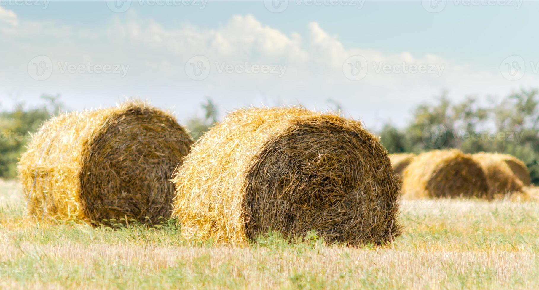 Bales of hay at daytime photo