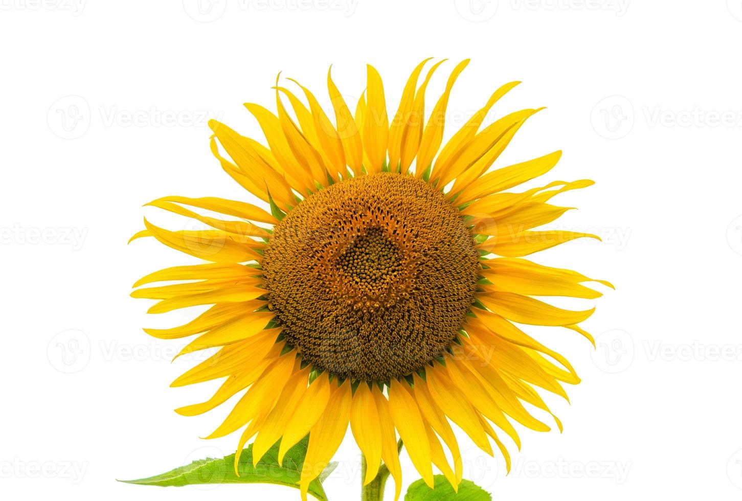 Sunflower on a white background photo