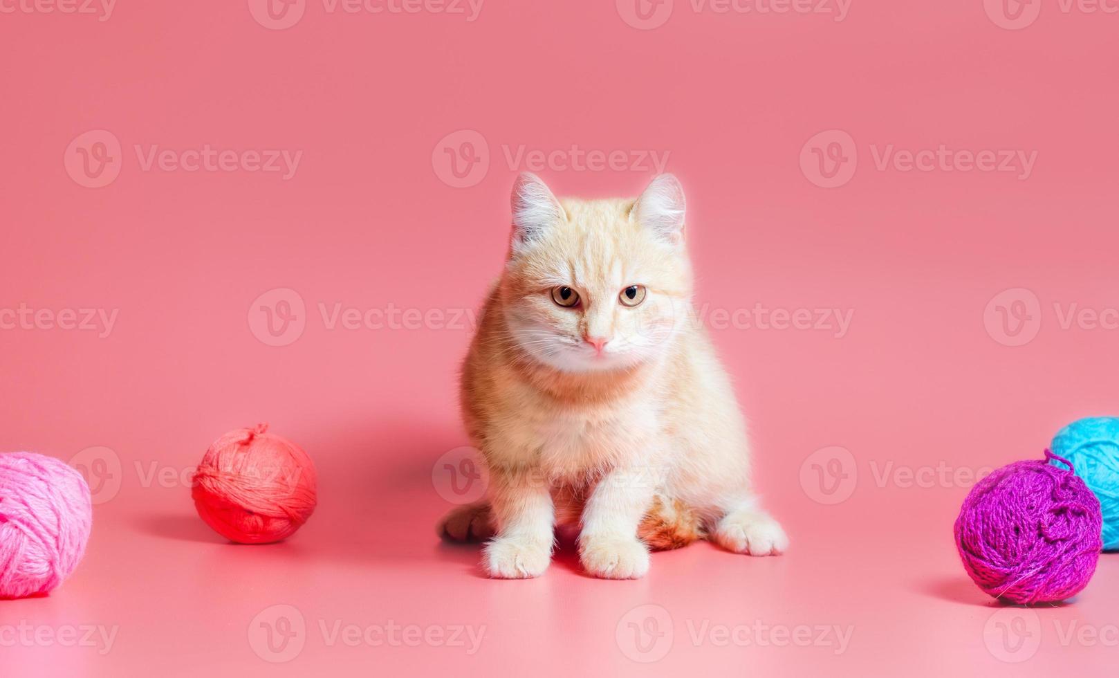 gato naranja con hilo foto