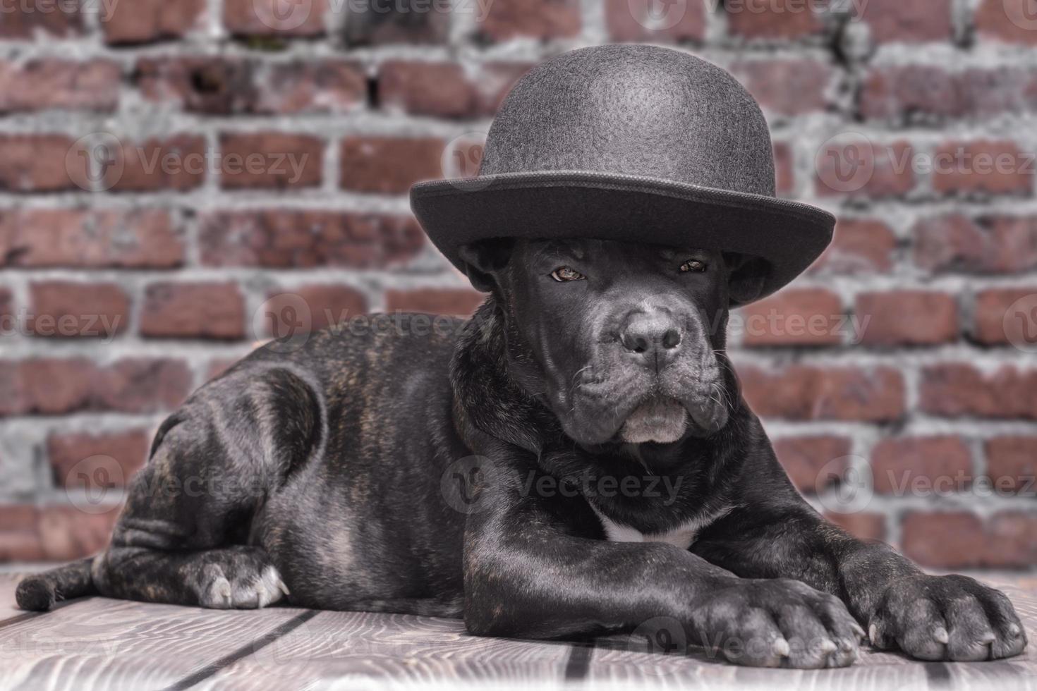 cachorro negro en un bombín foto