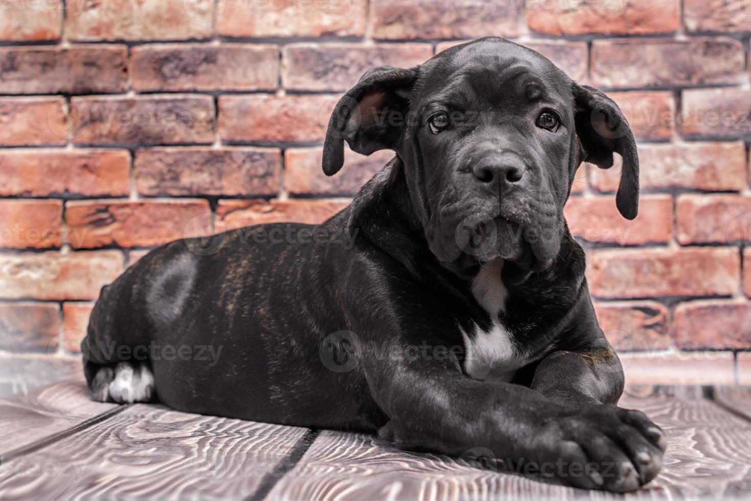Black puppy with a brick background photo