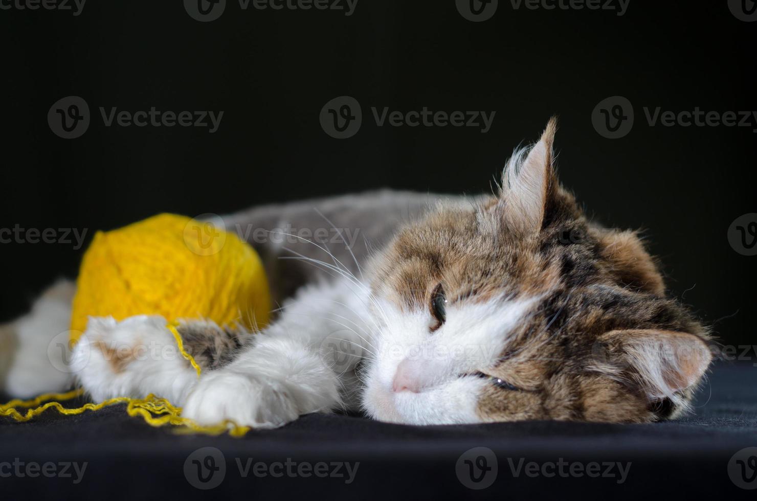 Cat laying with yarn photo