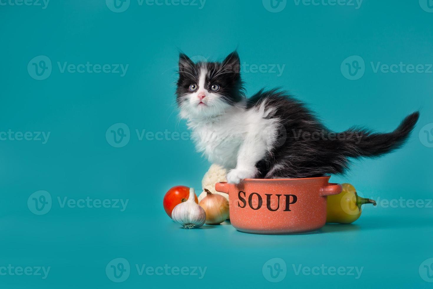 gatito en un tazón de sopa foto