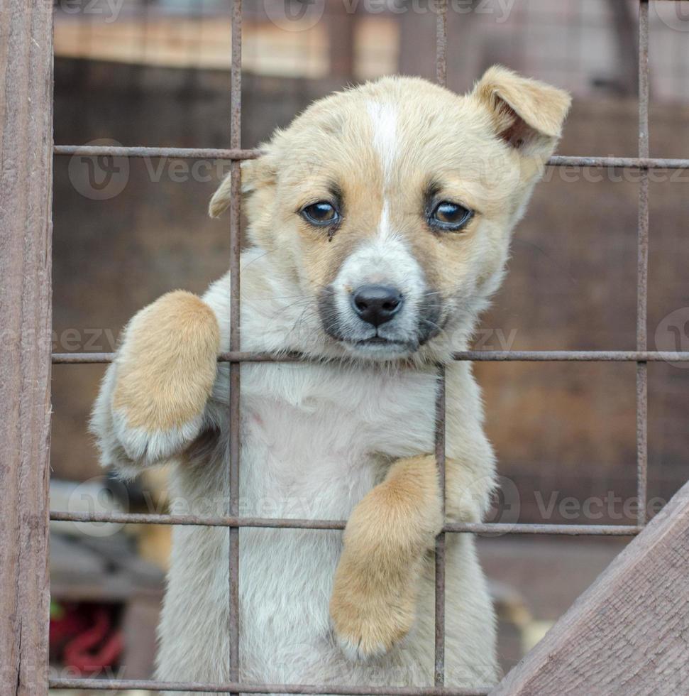 Puppy sticking head out of fence photo