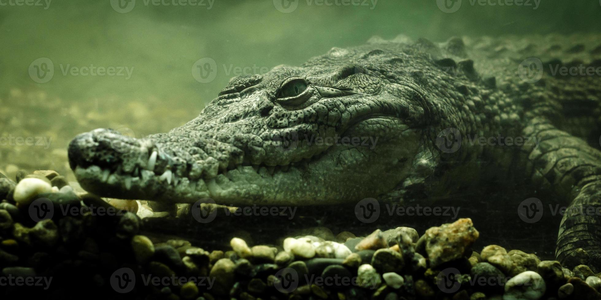 Crocodile underwater close-up photo