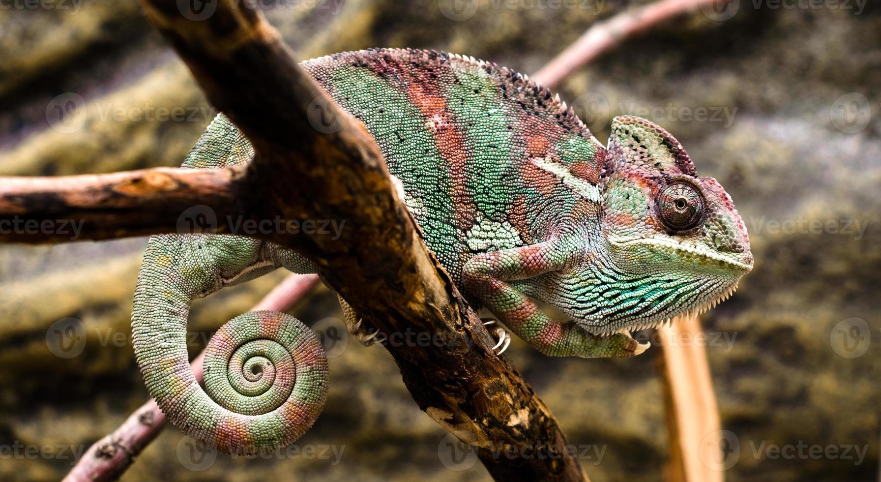 Chameleon sitting on a branch photo