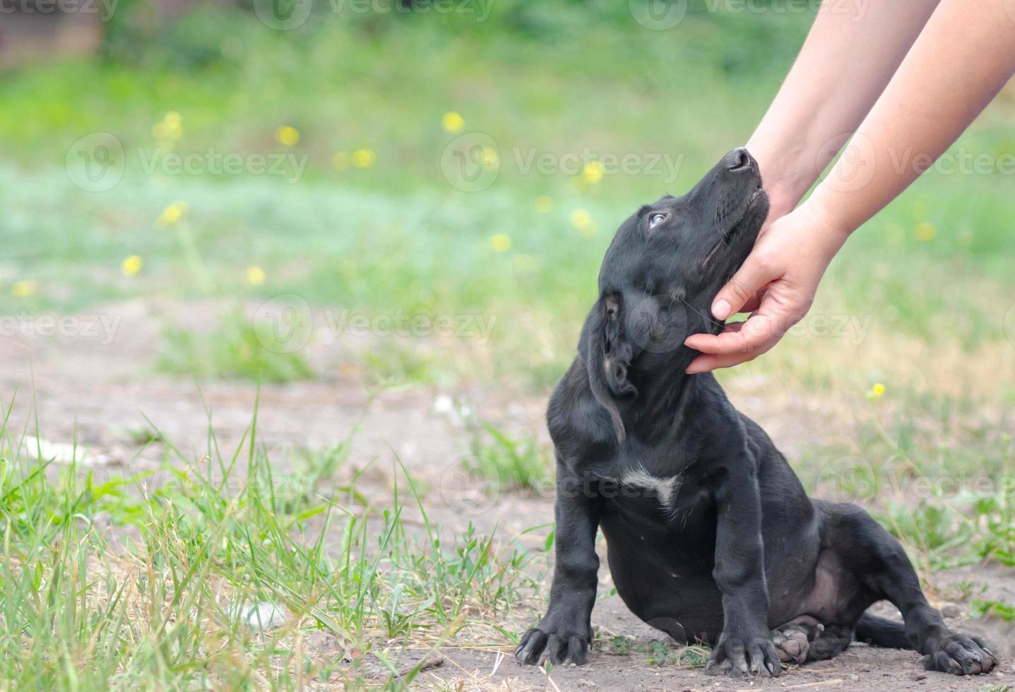 cachorro siendo mascota foto