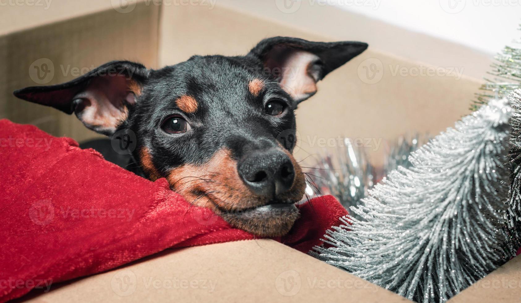 Miniature pinscher puppy peeking out of a box photo