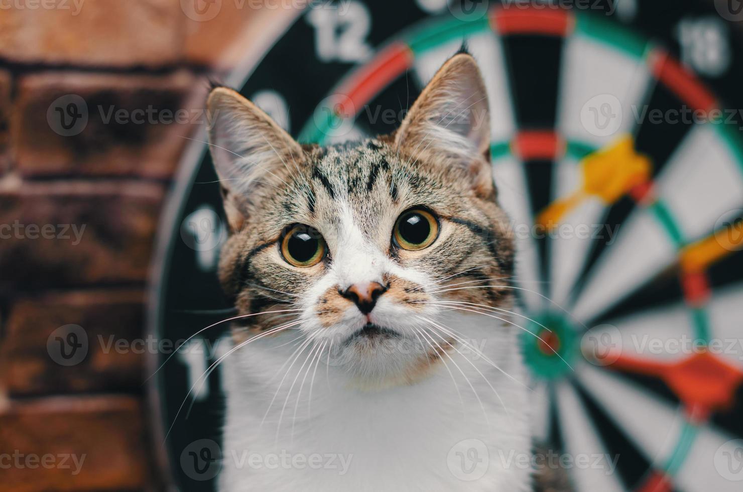 gato frente a un tablero de dardos foto