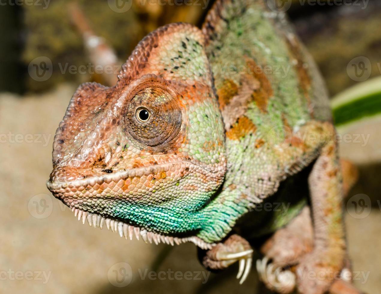 Close-up of a colorful chameleon photo