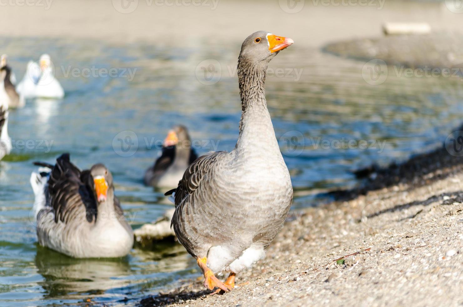 Geese in water photo