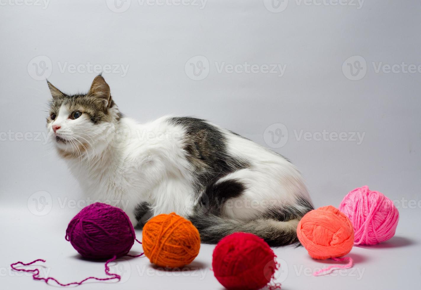 Portrait of a cat with yarn photo