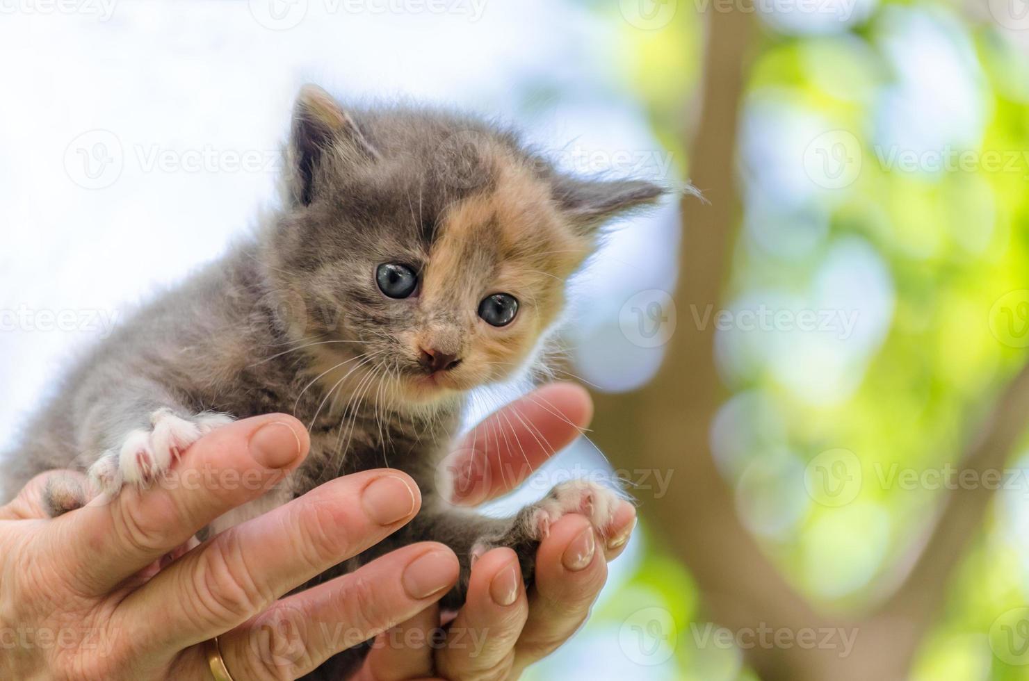 gatito en manos foto