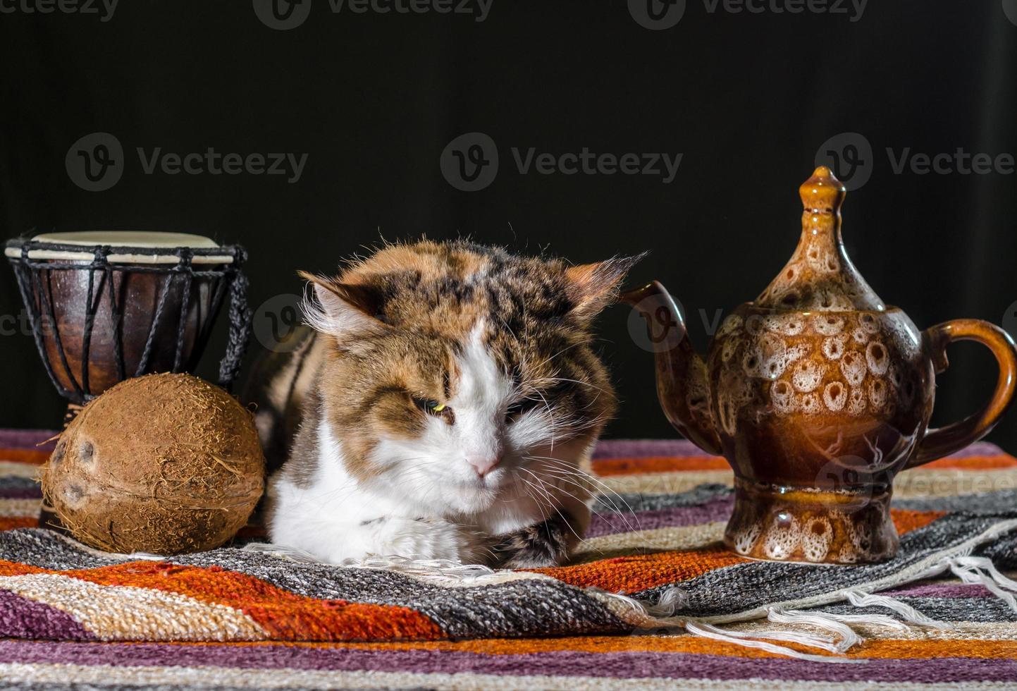 Grumpy cat with teakettle and bread photo