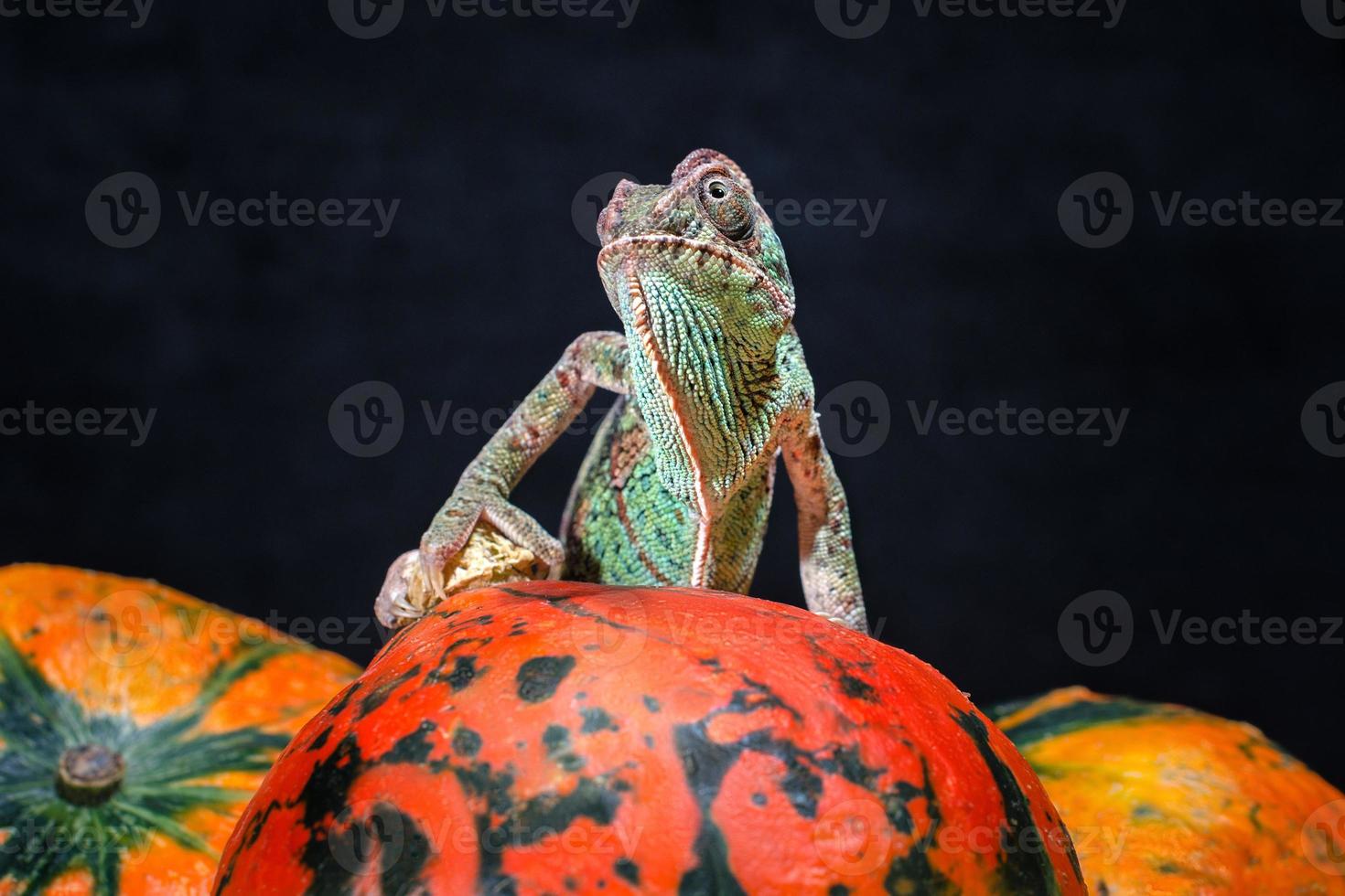 camaleón sobre una calabaza naranja brillante foto