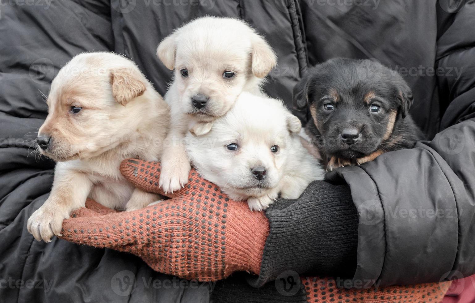 Puppies in a person's arms photo