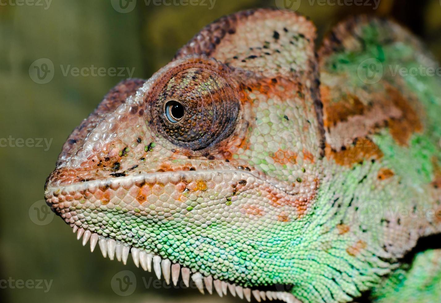 Close-up of a chameleon's head photo