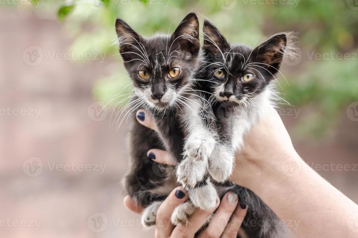 dos gatitos blancos y negros en las manos foto