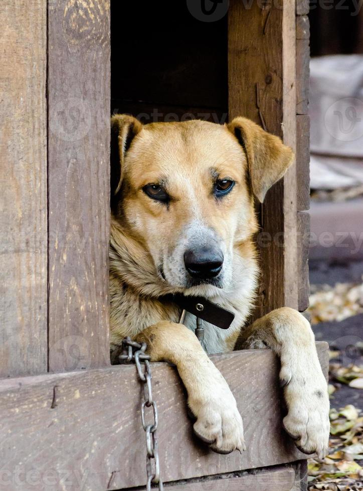 perro en una cadena en una caseta de perro foto