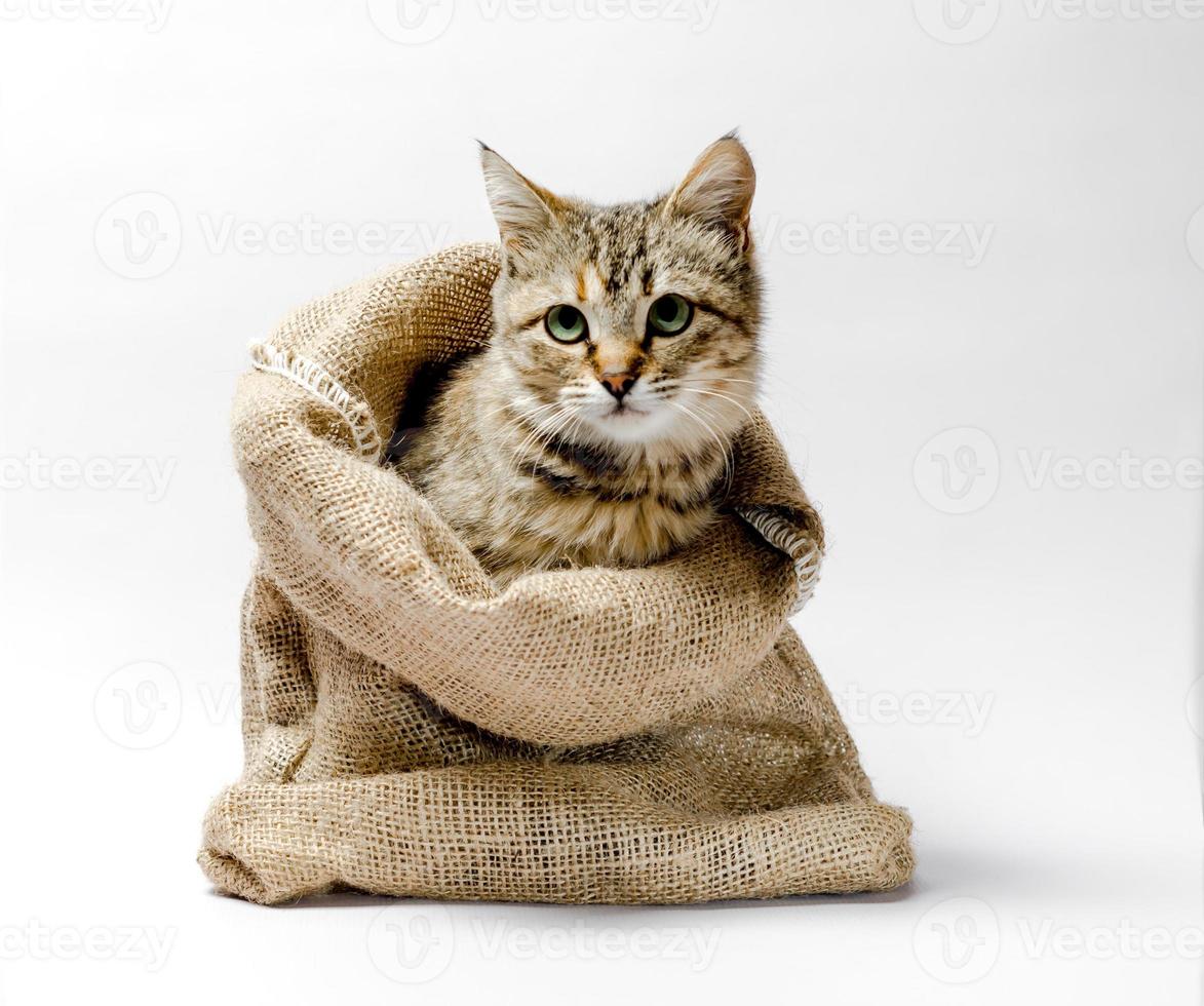 Cat in a bag photo