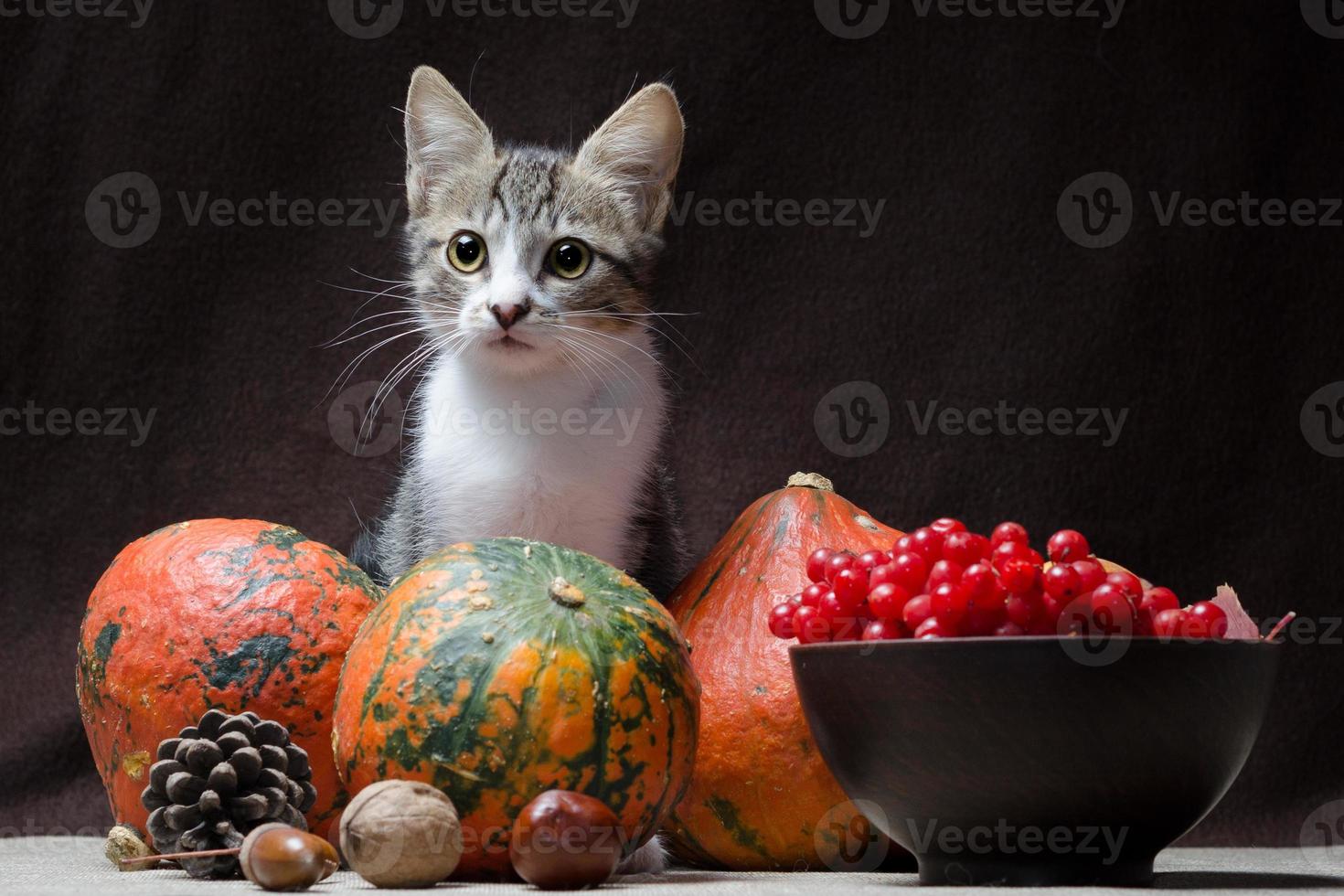 gato con fruta de otoño foto