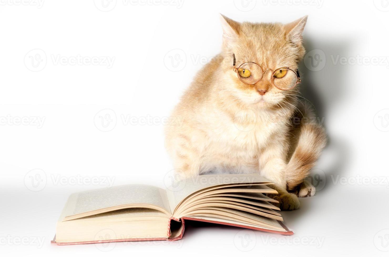 Cat with glasses and a book photo