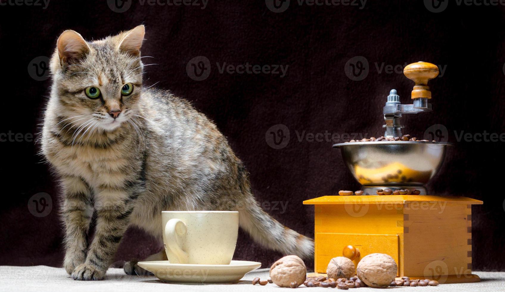 Tabby cat with roasted coffee photo