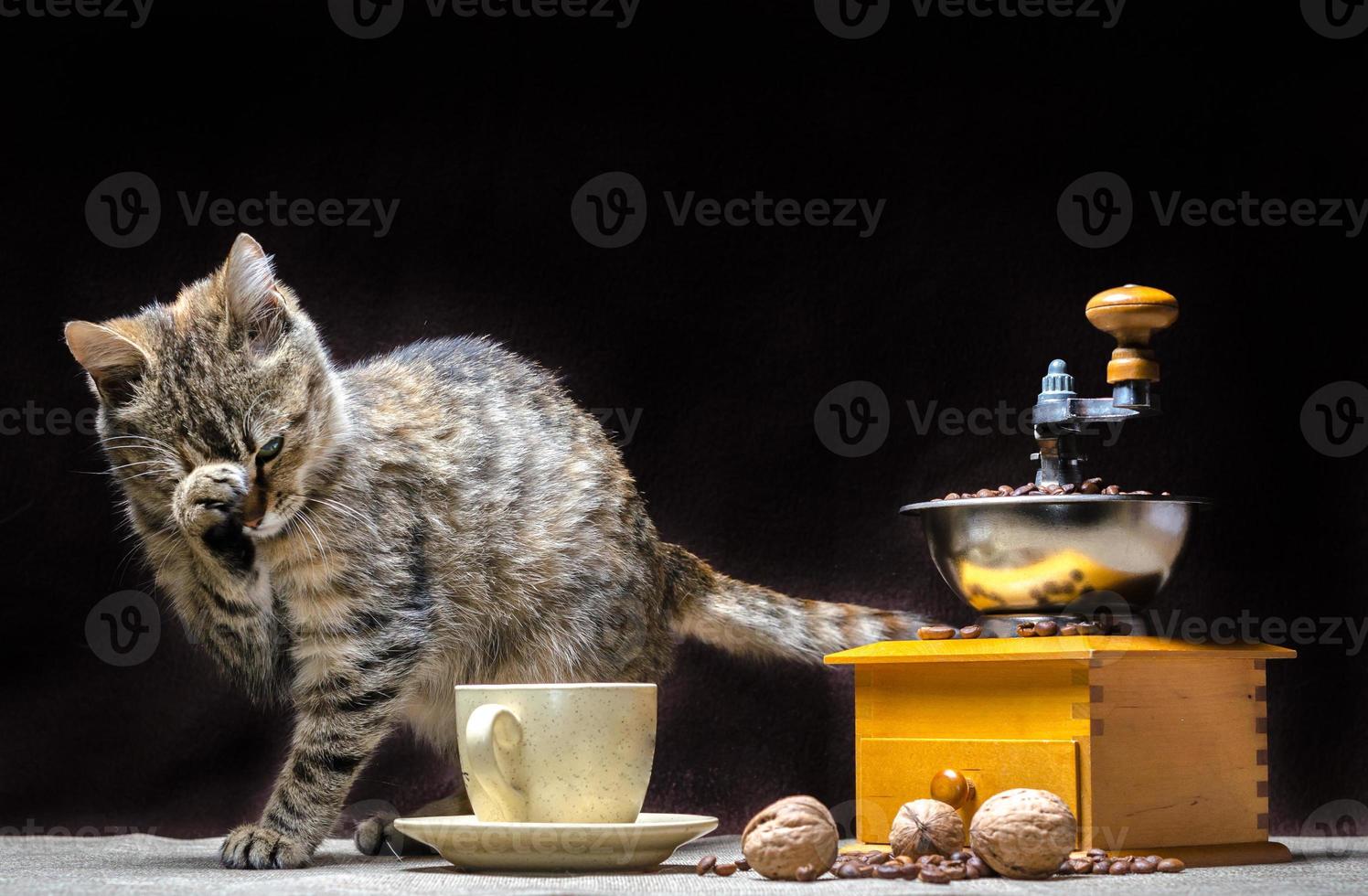 Cat with coffee grinder photo