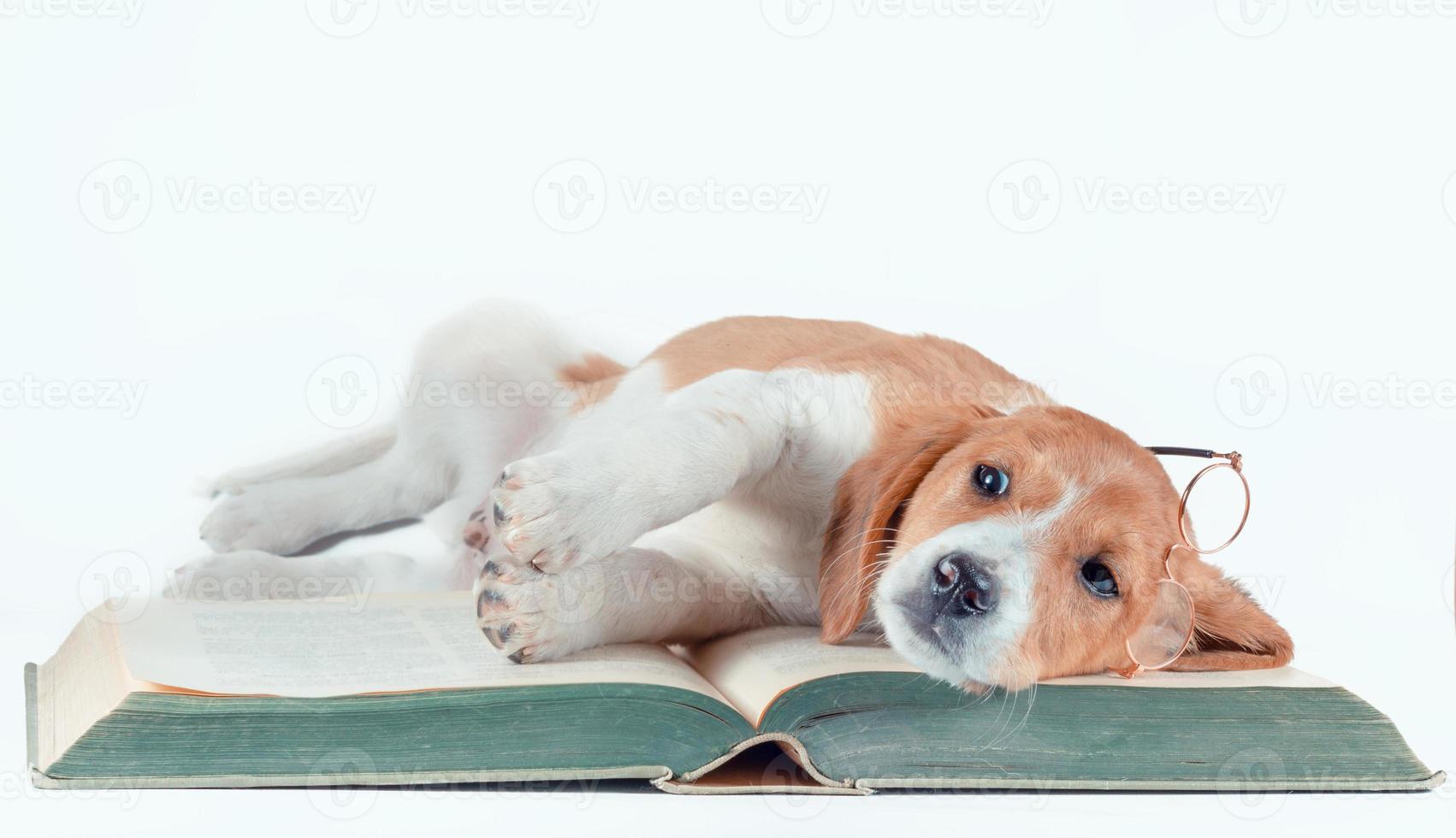 Dog laying on a book with glasses photo