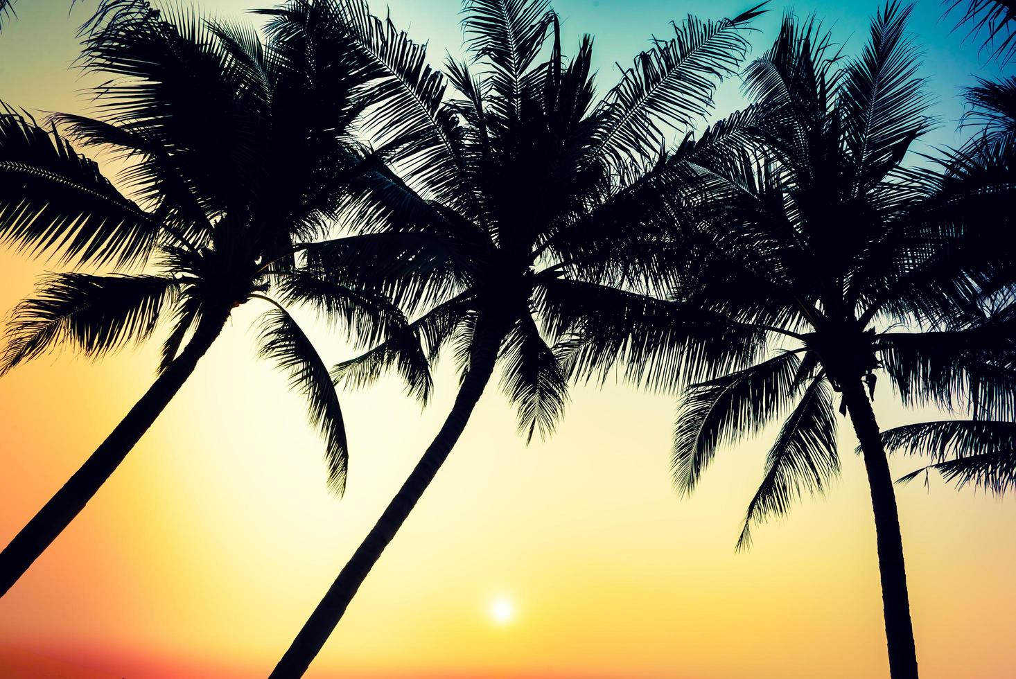 Silhouette of palm trees photo