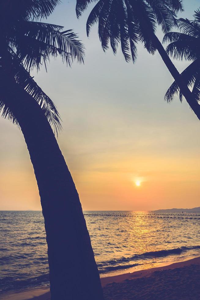 Silhouette of palm trees photo